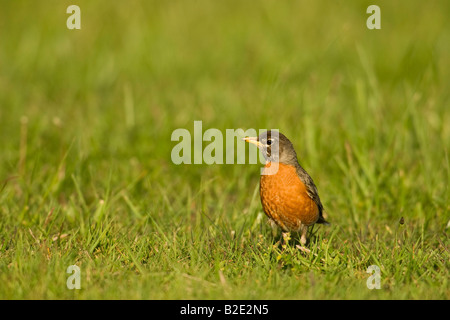 Merle d'Amérique (Turdus migratorius) dans l'herbe Banque D'Images