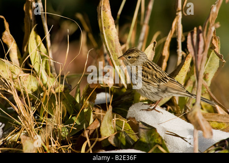 Bruant familier (Spizella passerina) juvénile Banque D'Images