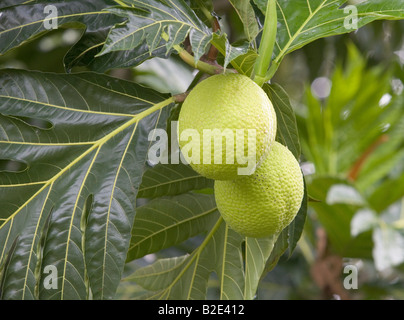 Close up of fruit à pain, croissant sur un arbre sur une plantation dans les Caraïbes Banque D'Images