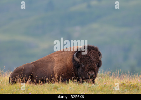 Un portrait d'un grand bison mâle adulte Banque D'Images