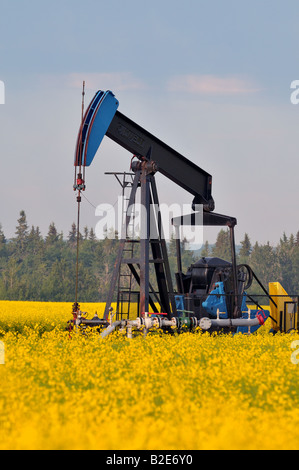 Une image verticale d'une pompe à huile de pétrole brut jack dans un champ de canola en Alberta l'agriculture du pays. Banque D'Images