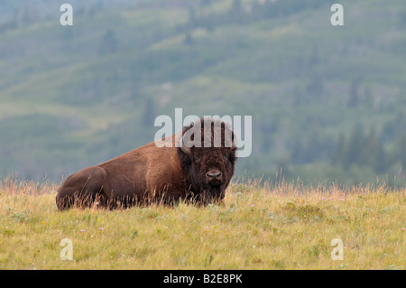 Un gros bison mâle adulte Banque D'Images