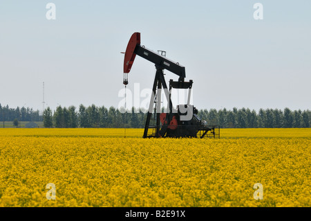 Une pompe à huile jack dans un champ de canola Banque D'Images