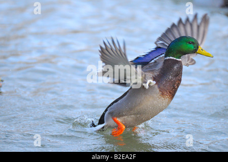 Close-up de Canards colverts (Anas platyrhynchos) étend ses ailes de canard dans l'eau Banque D'Images