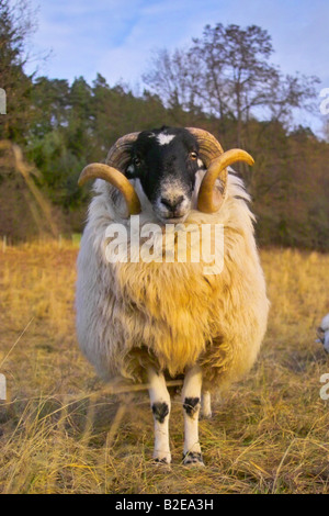 Heath allemand Sheep standing in field, Allemagne Banque D'Images