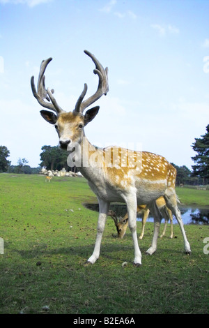 Fallow deer (Cervus dama) standing in field, Allemagne Banque D'Images