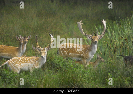 Fallow deer (Cervus dama) standing in field, Allemagne Banque D'Images