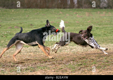 Deux chiens jouant dans le champ Banque D'Images