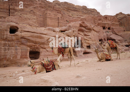 Des chameaux dans le désert, Petra, Wadi Musa, Jordan Banque D'Images