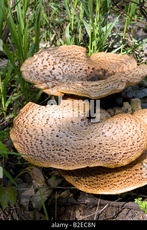 S dryade sauvage selle champignons poussant sur le sol de la forêt dans la région de Eaton County Michigan Banque D'Images