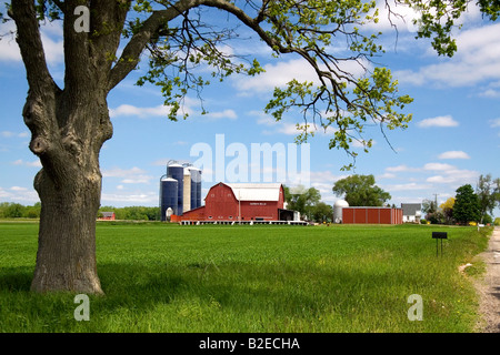 Ferme entourée de blés verts à St Louis au Michigan Banque D'Images