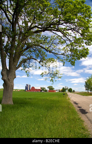 Ferme entourée de blés verts à St Louis au Michigan Banque D'Images