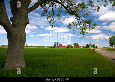 Ferme entourée de blés verts à St Louis au Michigan Banque D'Images