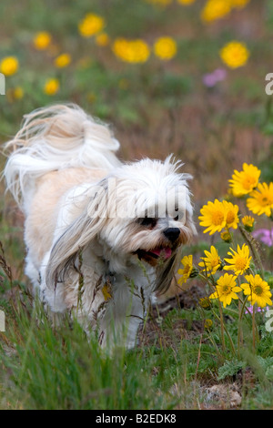 Shih Tzu mix caniche chien qui court à travers un champ de fleurs sauvages près de Boise IDAHO Banque D'Images