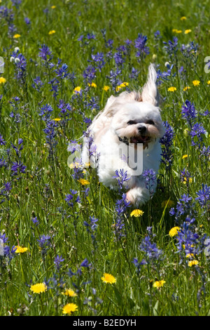 Petit chien qui court dans un pré de fleurs sauvages dans la région de Round Valley California Banque D'Images