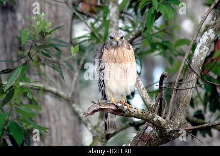 Red-shouldered hawk Banque D'Images