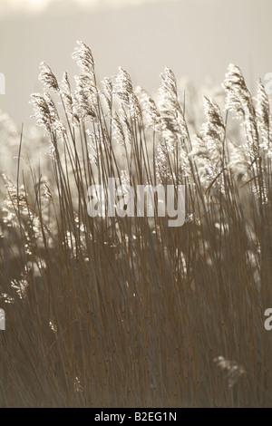 Roseaux Phragmites Phragmites communis roselières à Tay rétroéclairé Banque D'Images