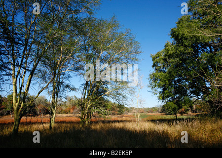 Un paysage dans le parc national de la fièvre / Zinave montrant des arbres (Acacia xanthophloea) de plus en plus sur la marge d'une des zones humides saisonnières Banque D'Images
