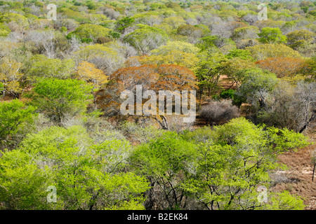 Vue aérienne d'un auvent de miombo de feuilles allant de l'orange rouille au jaune à vert clair Banque D'Images