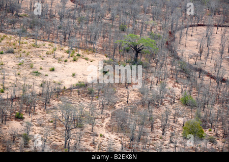 Vue aérienne de deux anciennes terres clôturé avec brosse et séparés par un baobab, arbre à feuilles vertes Banque D'Images