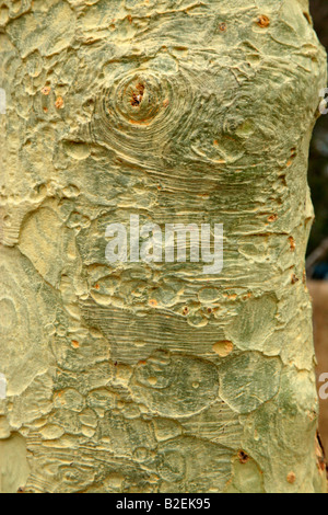 De près de l'écorce jaune-vert sur le plan diagnostique d'une fièvre (Acacia xanthophloea arbre) Banque D'Images