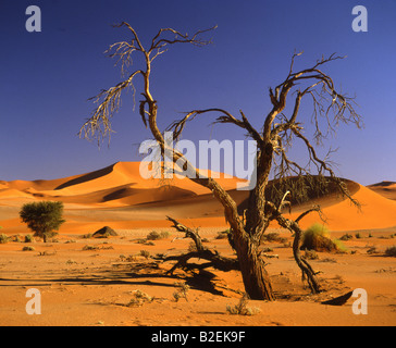 Un arbre mort avec golden dunes en arrière-plan dans le désert du Namib Banque D'Images