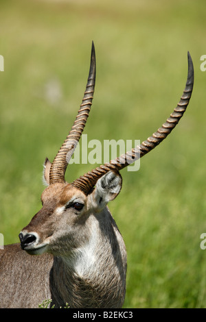 Portrait d'un waterbuck ram Banque D'Images