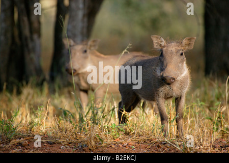 Deux porcelets warthog Banque D'Images