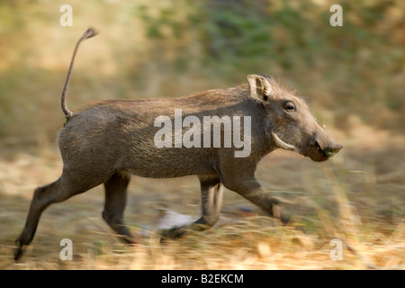 Un phacochère piglet exécutant avec queue position droite Banque D'Images