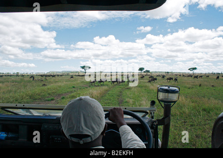 De grands troupeaux de gnous bleus en déplacement pendant la migration annuelle, vu d'un jeu conduire le véhicule sur le Serengeti Banque D'Images