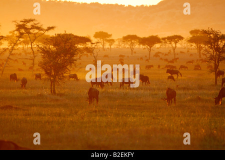 De grands troupeaux de gnous bleus au coucher du soleil sur le pâturage Serengeti Banque D'Images