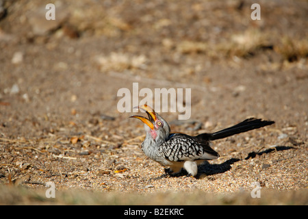 L'alimentation du sud de l'Yellow-Billed Hornbill Banque D'Images