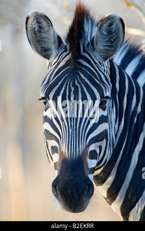 Portrait d'un zèbre Burchell Banque D'Images