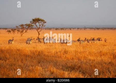 Un troupeau de zèbre des plaines du Serengeti sur la prairie dans une lumière chaude Banque D'Images