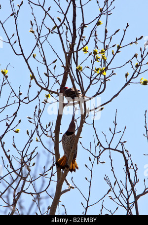 Deux flamboyants dans l'arbre Banque D'Images