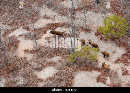 Vue aérienne d'une famille de potamochère à mopane veld Banque D'Images