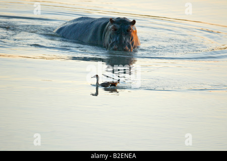 Une chasse d'hippopotame Egyptian goose dans un étang Banque D'Images