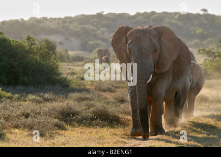 Un troupeau d'éléphants marchant dans un chemin vers l'appareil photo Banque D'Images