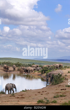 Une vue panoramique à l'éléphant de boire du bord d'un étang dans le parc national Addo Banque D'Images
