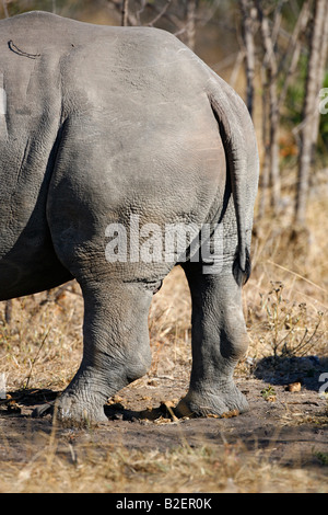 Vue latérale de l'arrière-quarts d'un rhinocéros blanc bull Banque D'Images