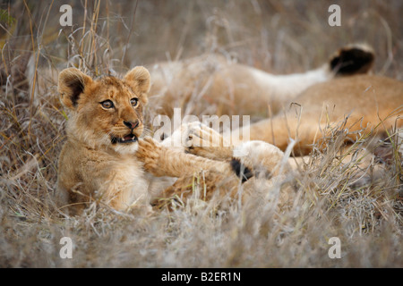 Portrait d'un lion cub pause pendant la lecture d'examiner la distance Banque D'Images