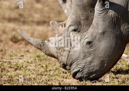 Portrait d'un rhinocéros blanc deux Banque D'Images