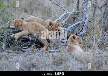 Trois lionceaux grimper sur un journal Banque D'Images