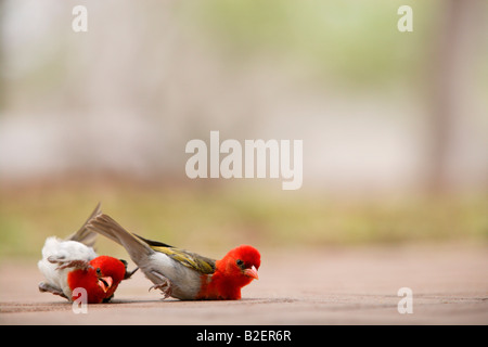 Deux red headed weaver allongé sur le sol faire une pause au cours d'un combat Banque D'Images