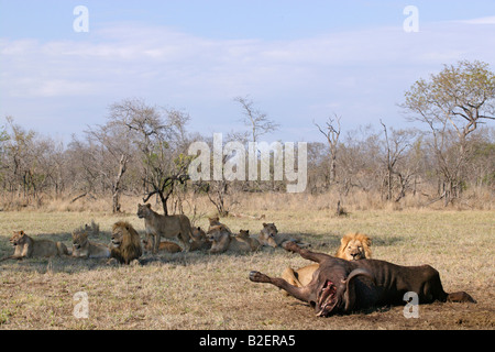 Un lion mâle se nourrissant d'une carcasse de bison avec le reste de la fierté couché dans l'ombre en arrière-plan. Banque D'Images