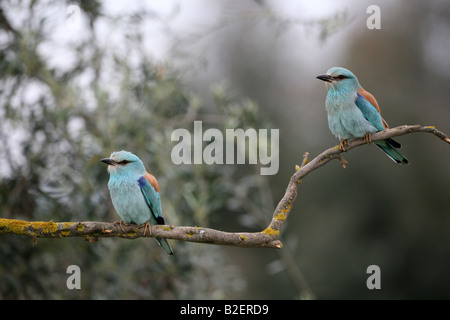 Coracias garrulus European Roller paire dans l'Estrémadure Banque D'Images