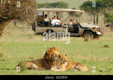 Lion paire étant considérée par les touristes en safari véhicule sur le Serengeti Banque D'Images