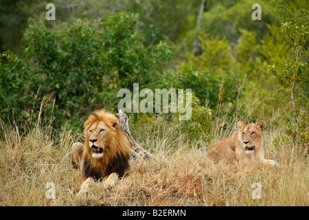 Vue panoramique d'un homme lion à crinière noire et une lionne se reposant sur un monticule herbeux Banque D'Images