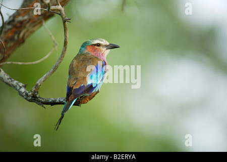 Lilac breasted roller Banque D'Images