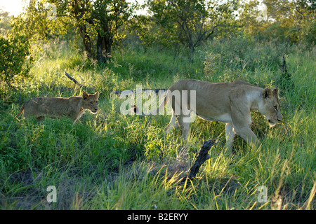 Suivi d'un lion cub qui sortent d'épais buisson dans la lumière de l'après-midi chaud Banque D'Images